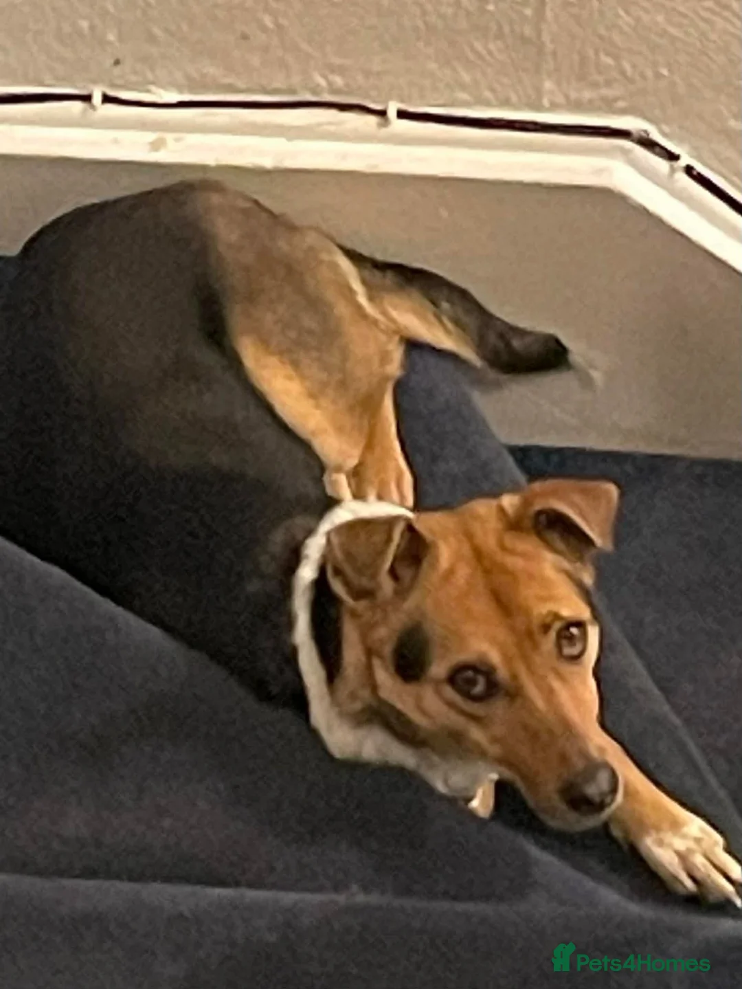 Mixed Breed dogs for adoption: Super mum Rhea in North Shields - Advert 3