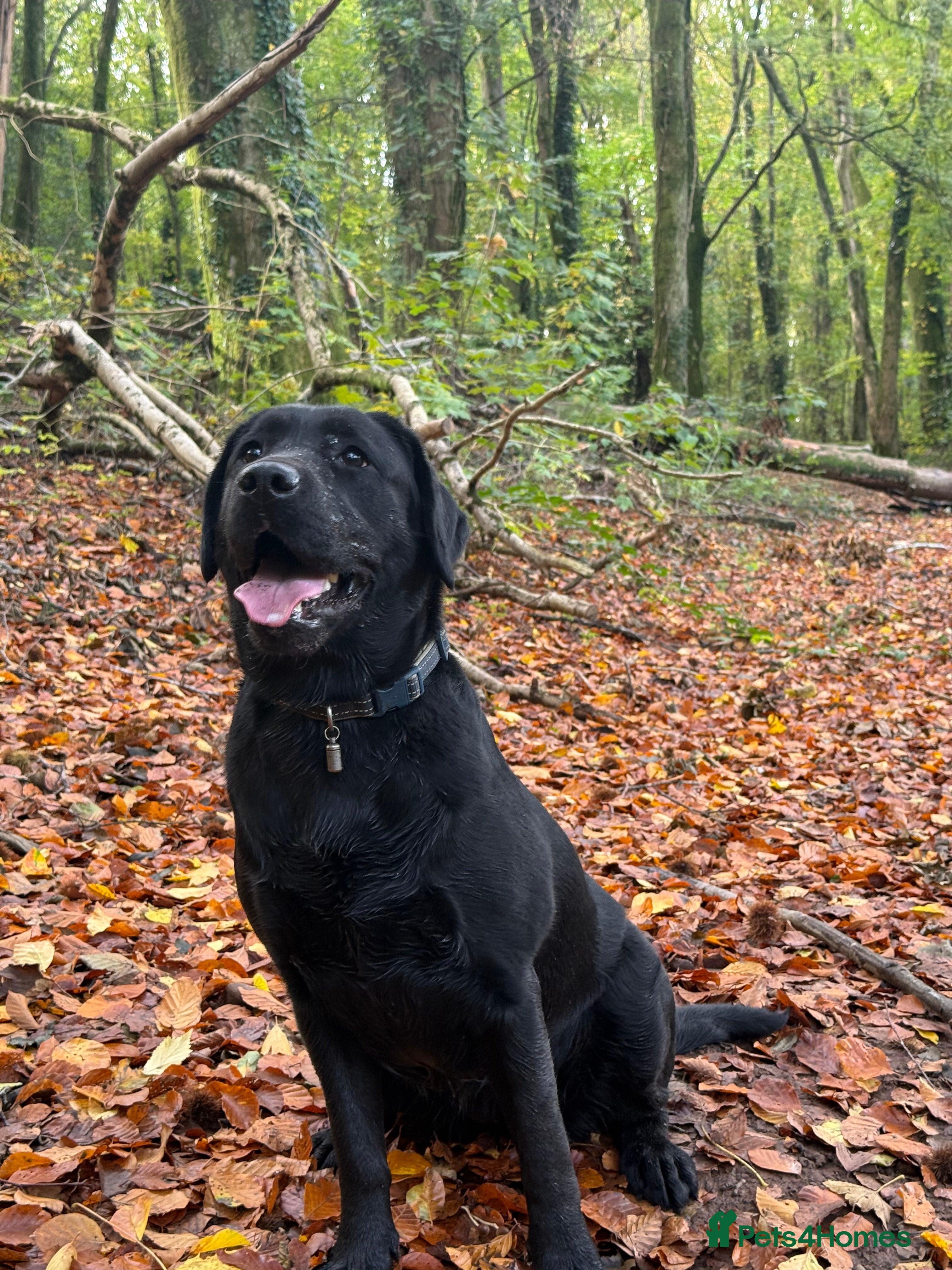 Labrador Retriever dogs Kc Labrador girl  - Advert 1