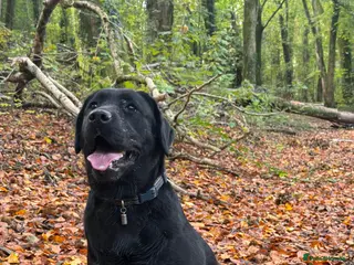 Labrador Retriever dogs Kc Labrador girl - Advert 1