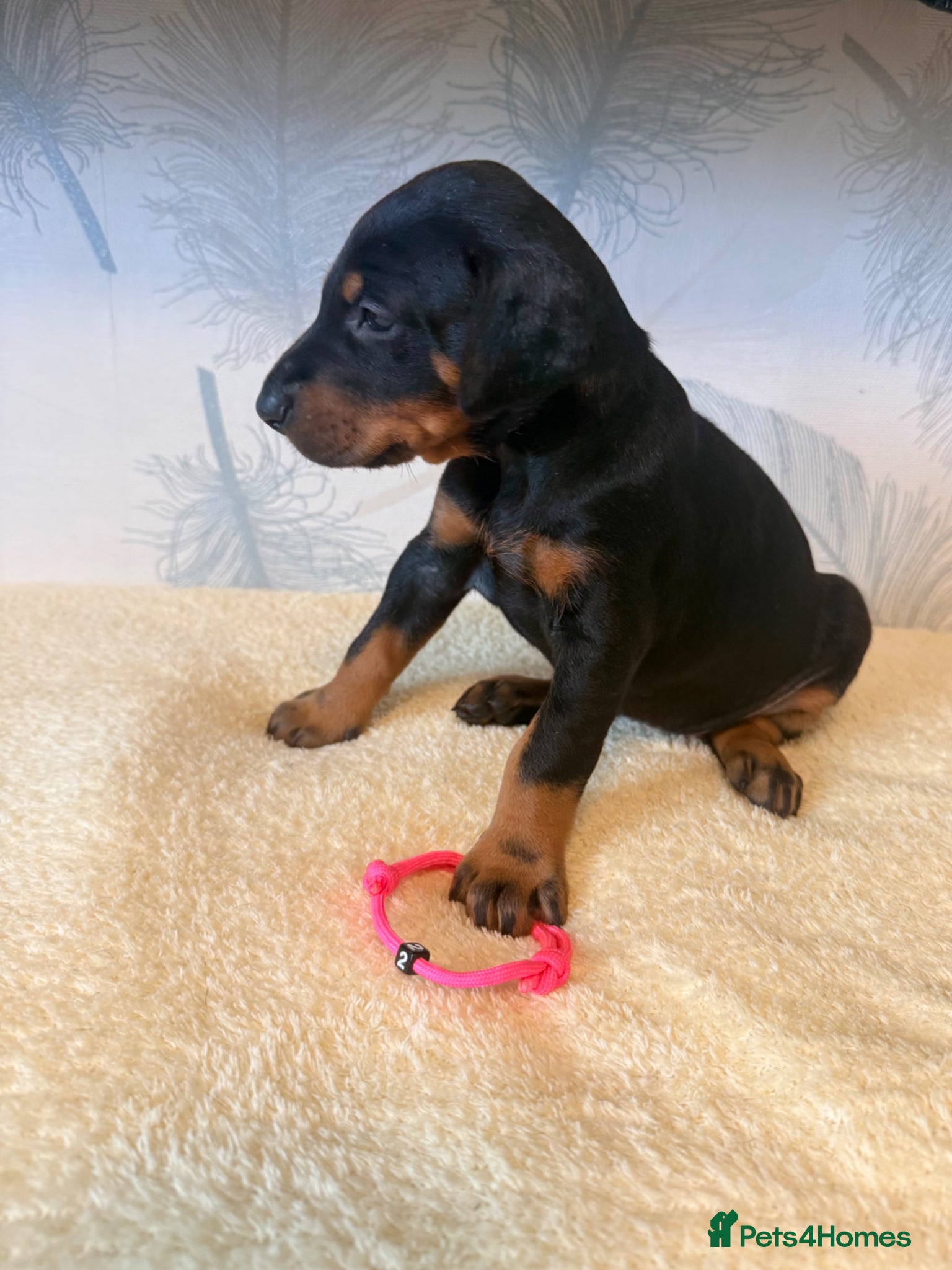 Dobermann dogs Exceptional KC Dobermann Puppies - Advert 1