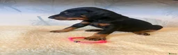 Dobermann dogs for sale: Exceptional KC Dobermann Puppies - Advert 8