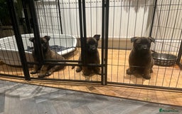 Mixed Breed dogs for sale: Belgian Malinois Puppies  - Image 13