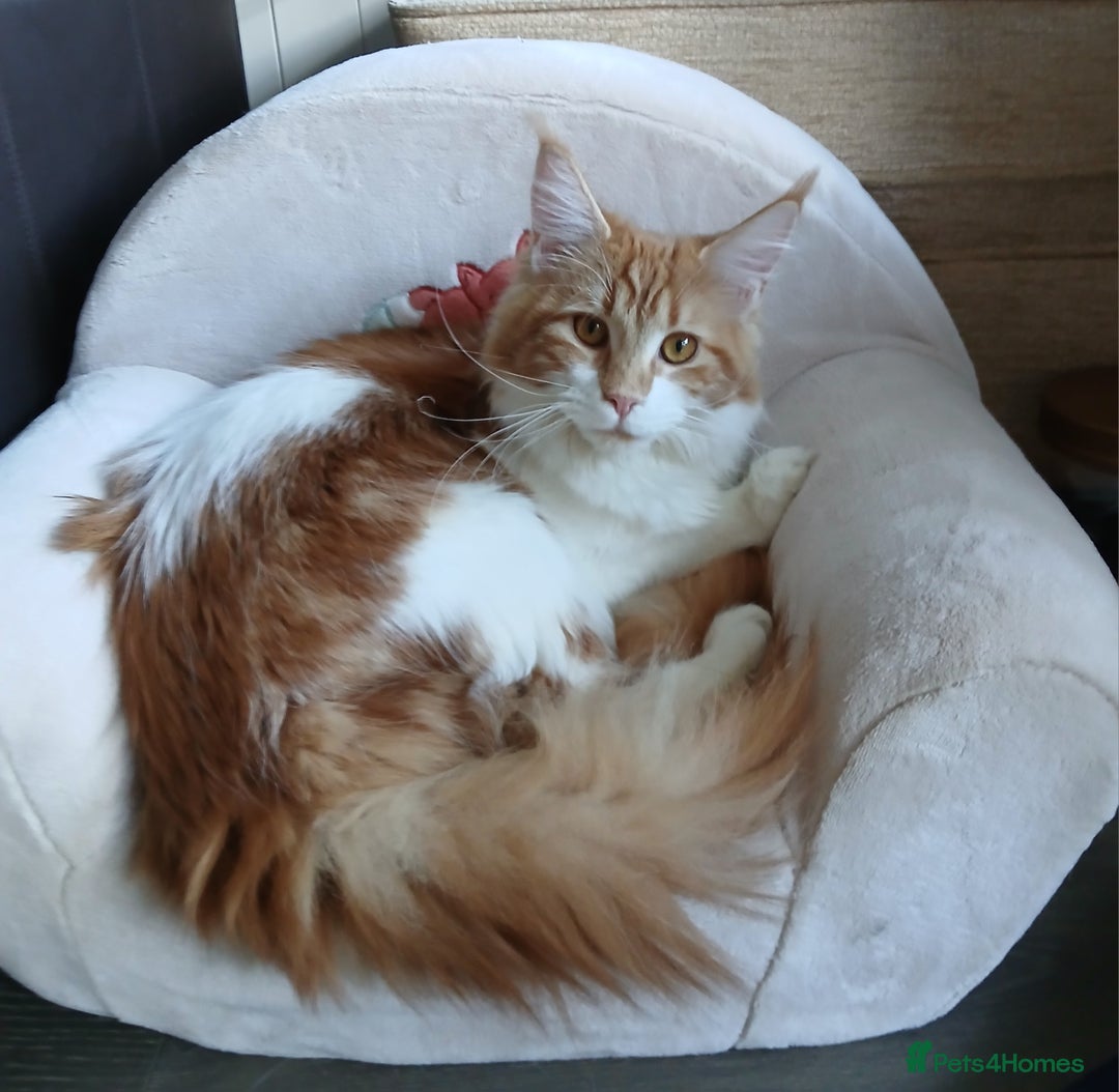 Maine Coon cats for sale: Maine Coon Female for sale - Advert 2
