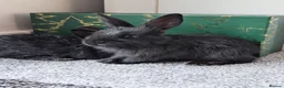 Mixed Breed rabbits for sale: Beautiful baby bunnies  - Advert 4