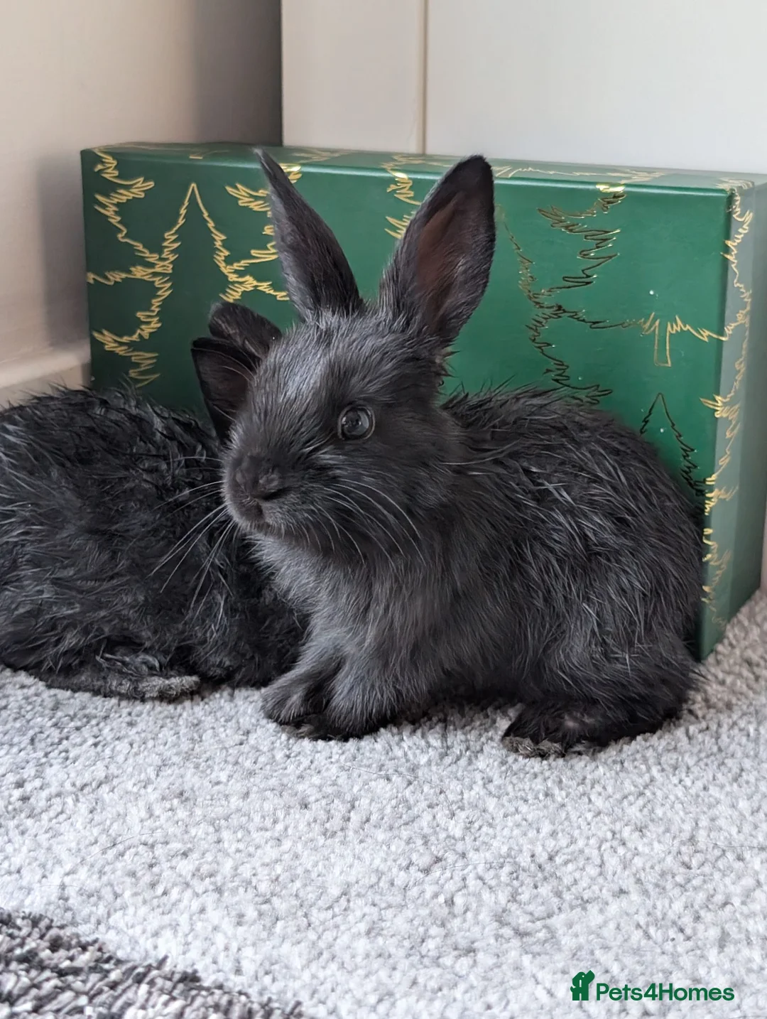 Mixed Breed rabbits for sale: Beautiful baby bunnies  - Advert 4
