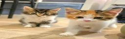 Mixed Breed cats for sale: ​🐾 6 Beautiful Kittens ready to go 💙🩷 - Advert 9