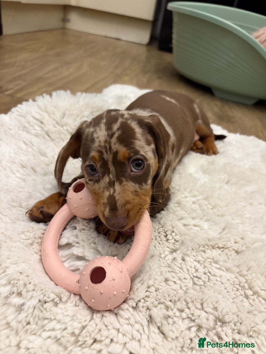 Dachshund dogs for sale: Miniature dacshund - Image 4
