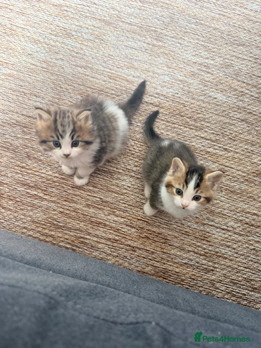 British Shorthair cats for sale: Rehoming mother with one kitten  - Advert 2
