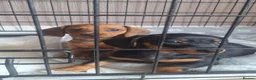 Dachshund dogs for sale: 2 gorgeous dachshund pups for sale - Advert 3