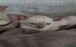 Oriental cats for sale: Full Pedigree Oriental 6 Kittens XL size ears GCCF - Image 30