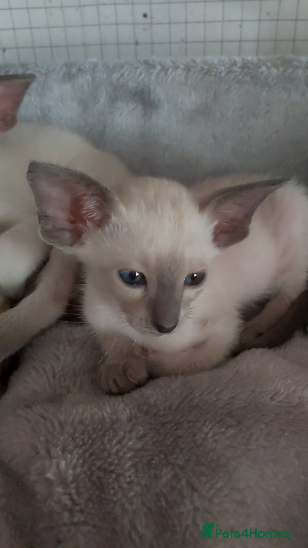 Oriental cats for sale: Full Pedigree Oriental 6 Kittens XL size ears GCCF - Image 30