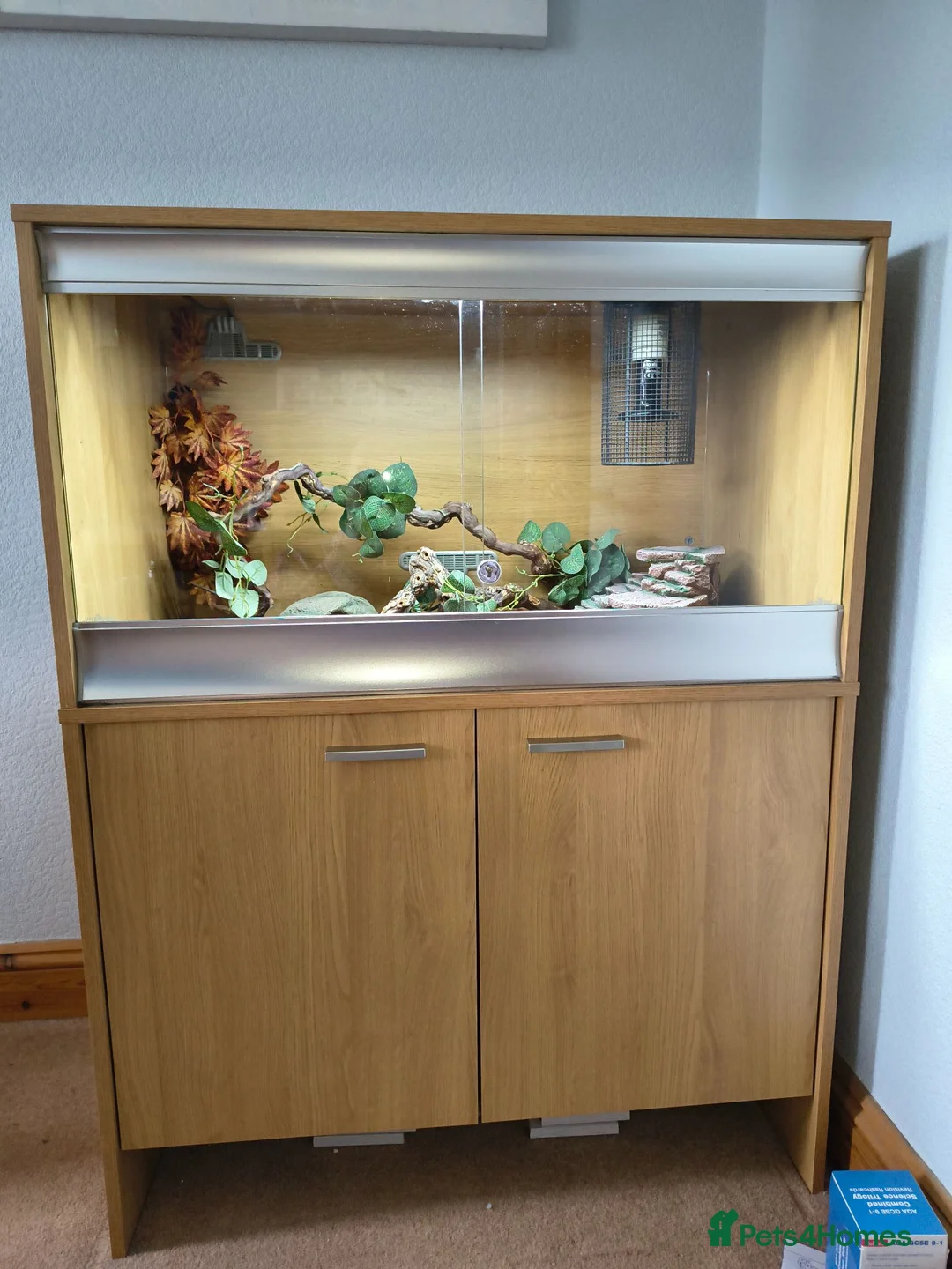 Leopard Gecko reptiles for sale: Leopard Gecko + Heated Vivarium - Advert 2