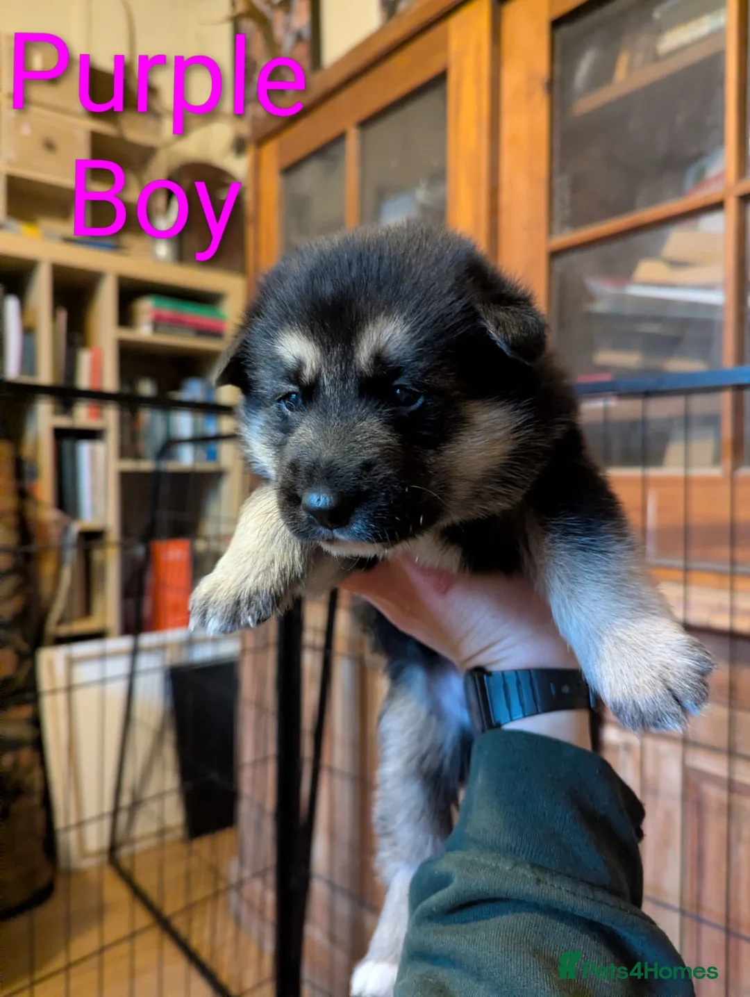 Mixed Breed dogs for sale: Alaskan Malamute x German Sheperd Puppies - Advert 3