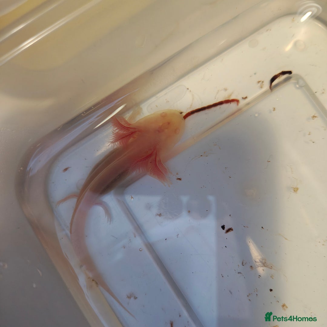 Axolotl reptiles for sale: 3 month old axolotls - Advert 6