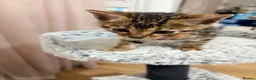 Bengal cats for sale: Quality Bengal kittens in Harrow - Advert 5