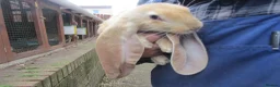 English Lop rabbits for sale: ENGLISH LOP (PURE BRED) - Advert 2