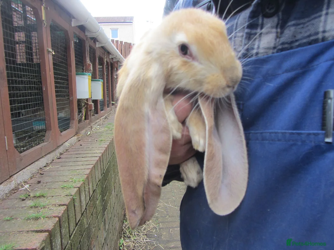 English Lop rabbits for sale: ENGLISH LOP (PURE BRED) - Advert 2