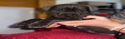 Cane Corso dogs for sale: Full bloodline Cane Corso Italiano FCI - Advert 10