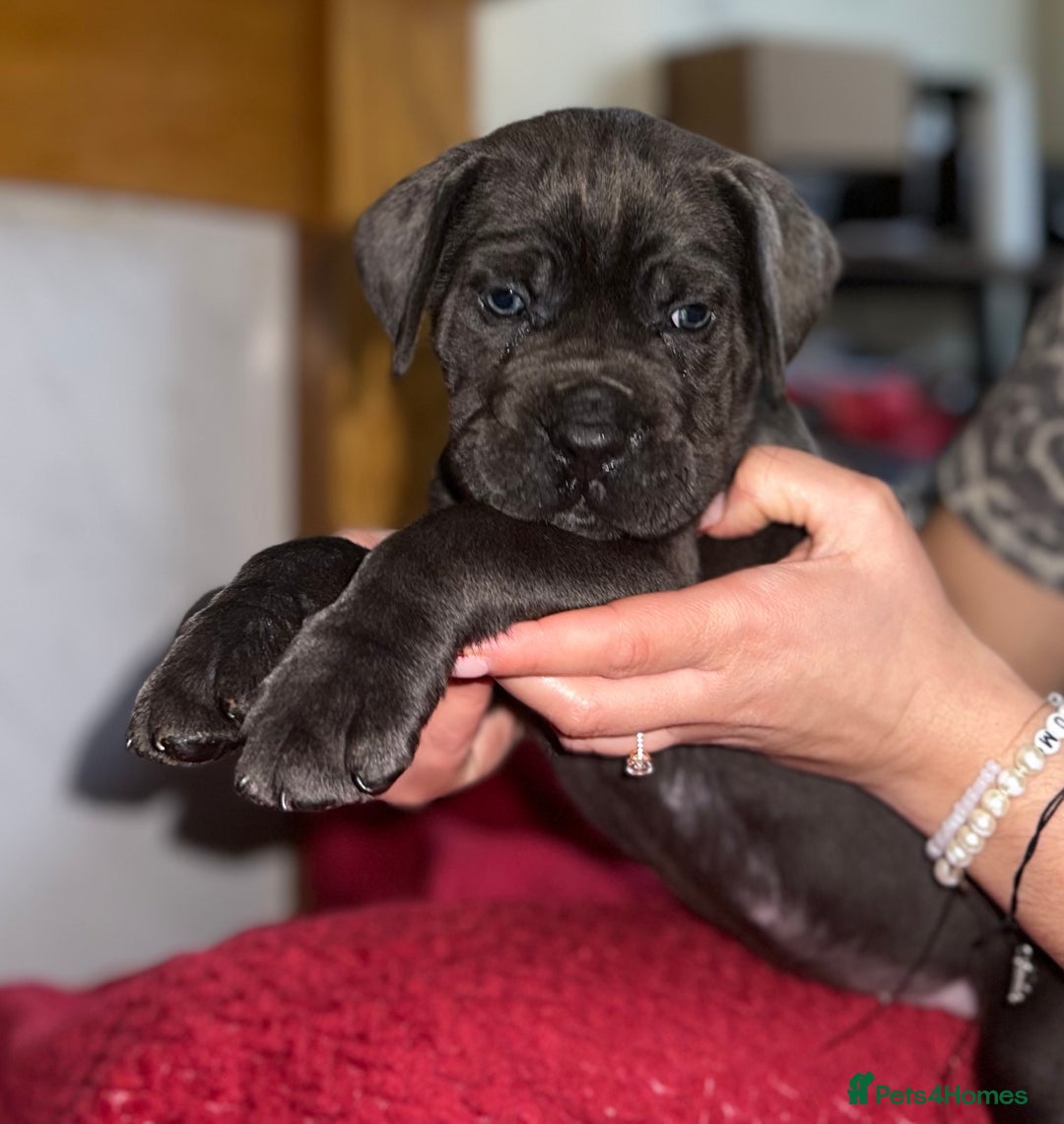 Cane Corso dogs for sale: Full bloodline Cane Corso Italiano FCI - Advert 10