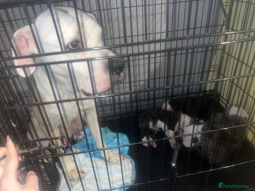 American Bulldog dogs for sale: American bulldog puppies  - Advert 15
