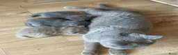 British Shorthair cats for sale: Beautiful Pedigree BSH kittens for sale  - Advert 36