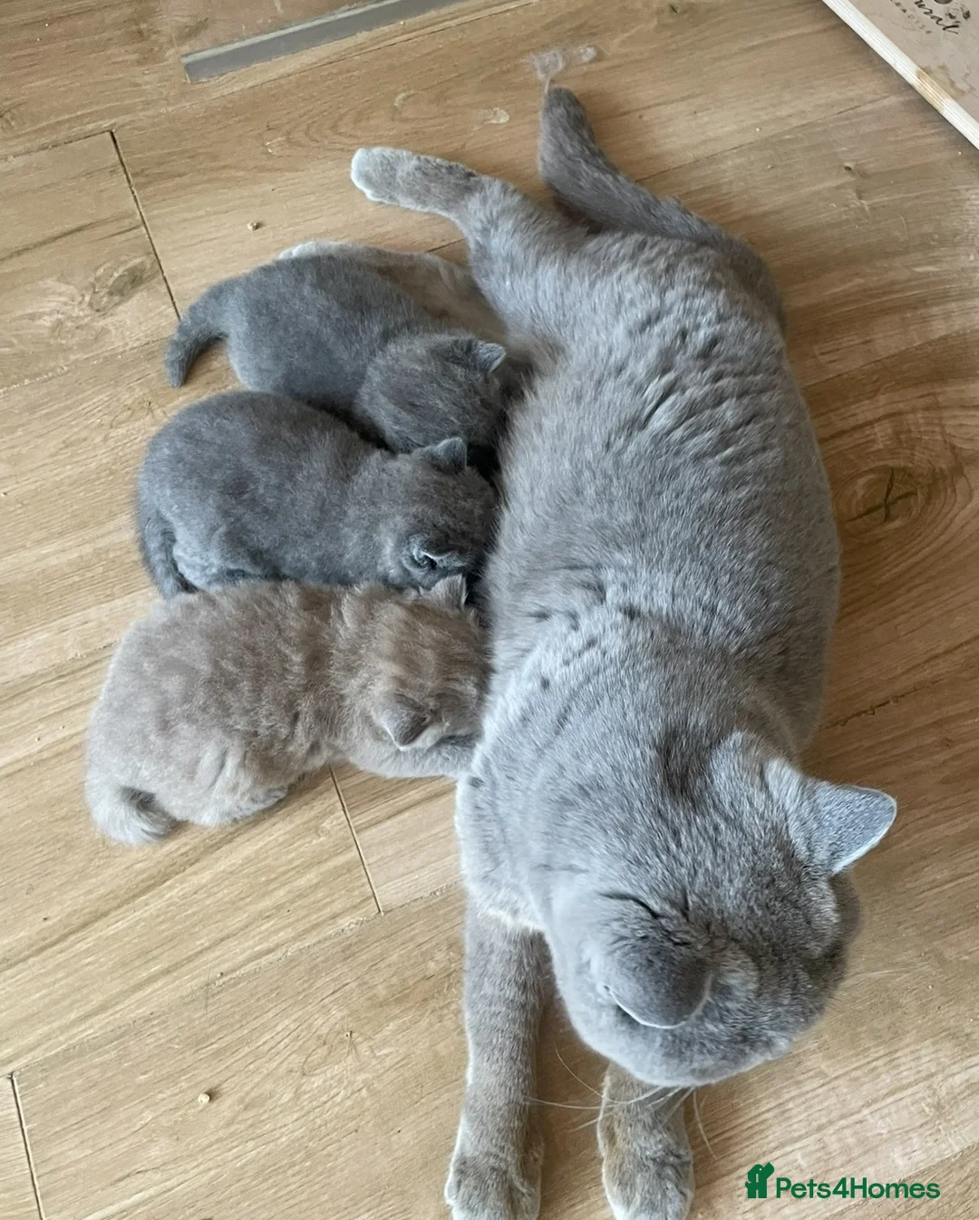 British Shorthair cats for sale: Beautiful Pedigree BSH kittens for sale  - Advert 36