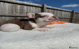 French Bulldog dogs for sale: Hikema X Cheeko (French bulldogs) - Image 17