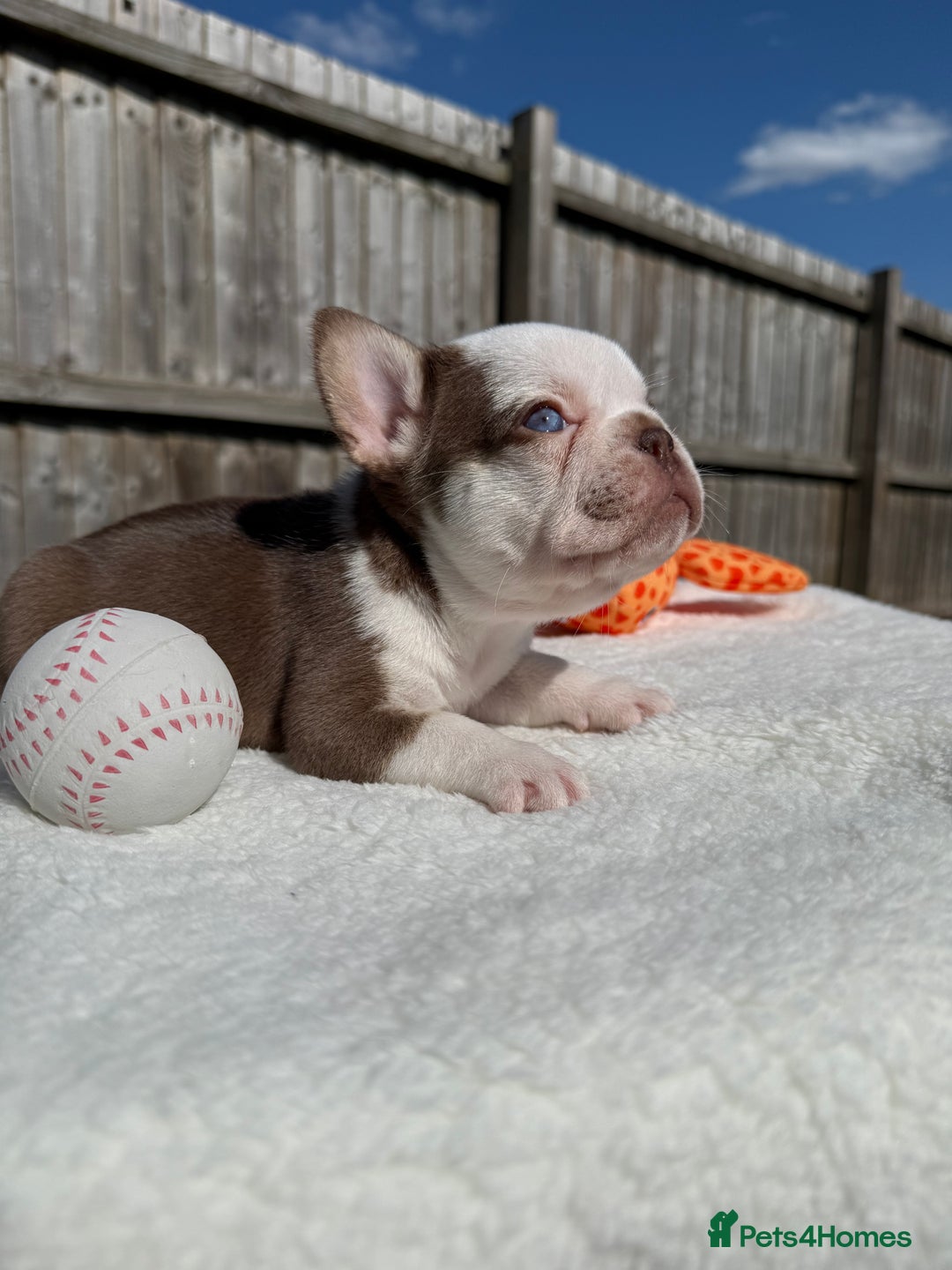French Bulldog dogs for sale: Hikema X Cheeko (French bulldogs) - Image 17