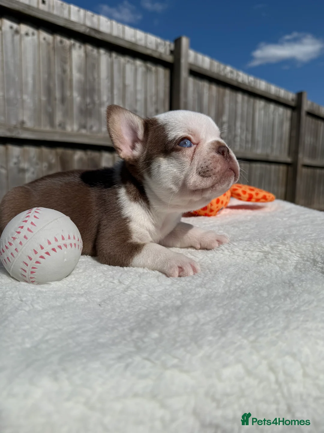 French Bulldog dogs for sale: Hikema X Cheeko (French bulldogs) - Advert 26