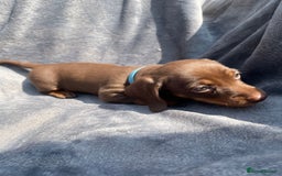 Miniature Dachshund dogs for sale: KC Reg Pedigree Mini Smooth Haired Dachshunds - Image 11
