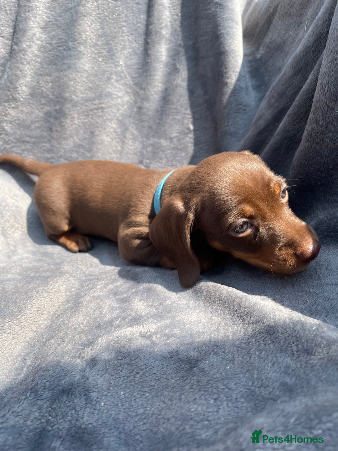 Miniature Dachshund dogs for sale: KC Reg Pedigree Mini Smooth Haired Dachshunds - Image 11