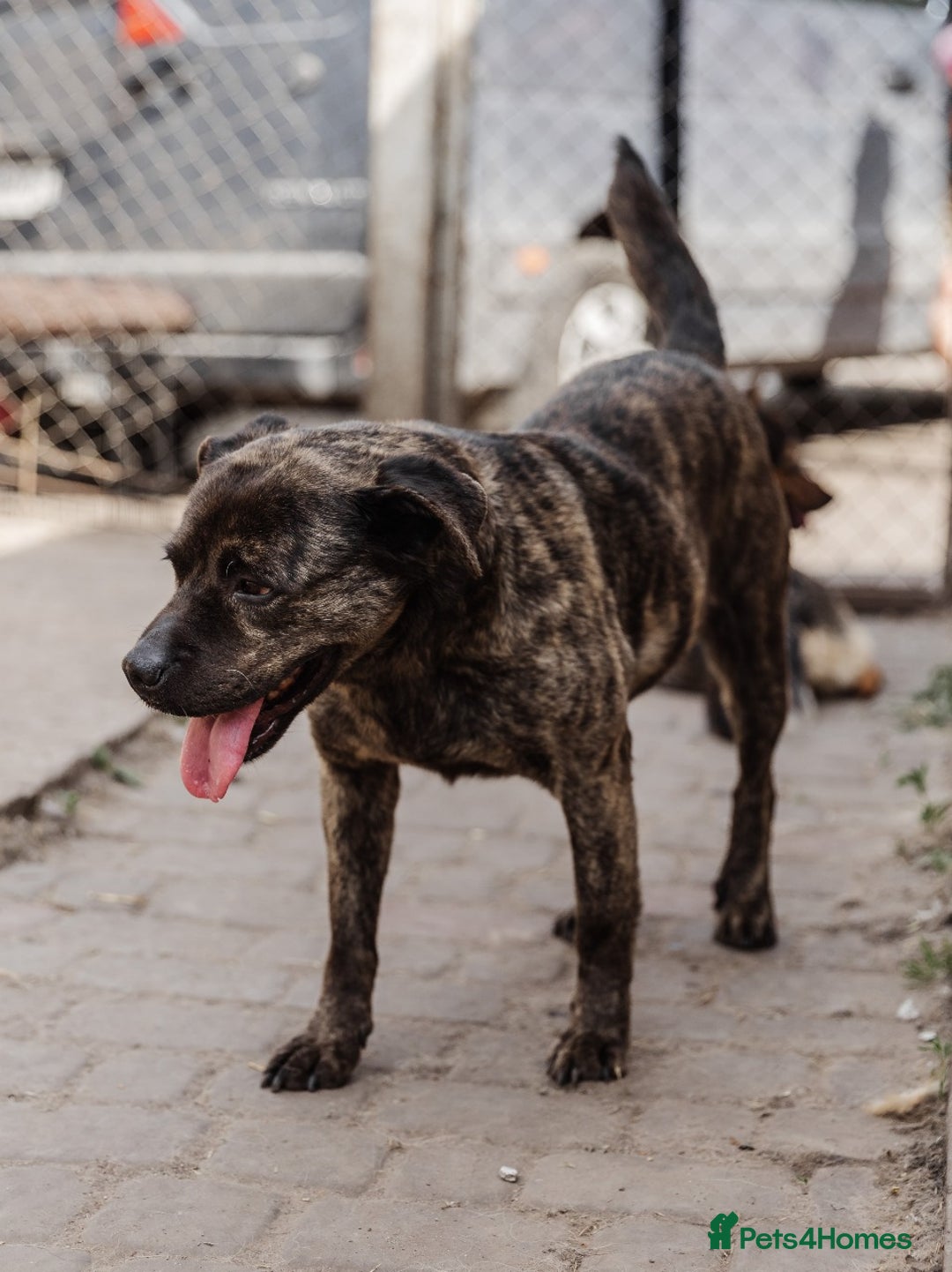 Mixed Breed dogs for adoption: 💖🐶 DANA 🐶💖 - Image 4