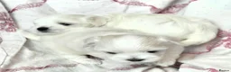 Maltese dogs for sale: Beautiful Maltese pups 1 girl, 1 boy for sale  - Advert 7
