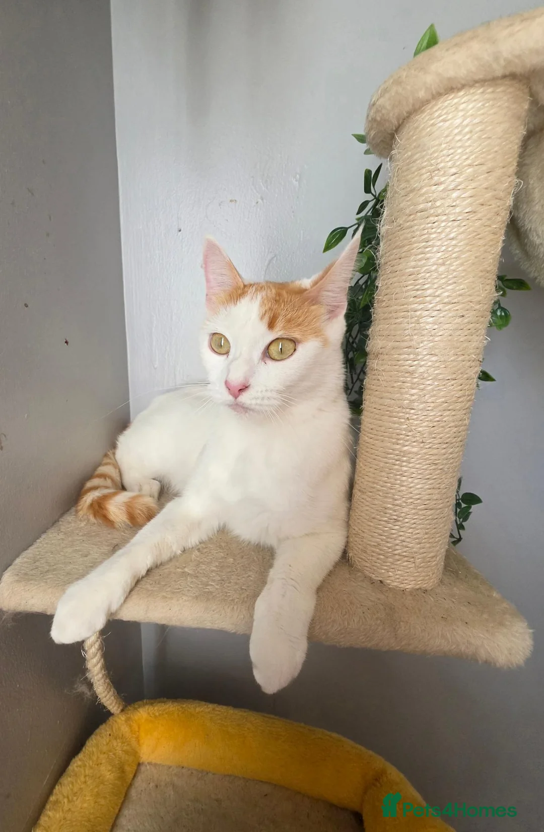 Mixed Breed cats for sale: Lovely kitten - please read - Advert 1
