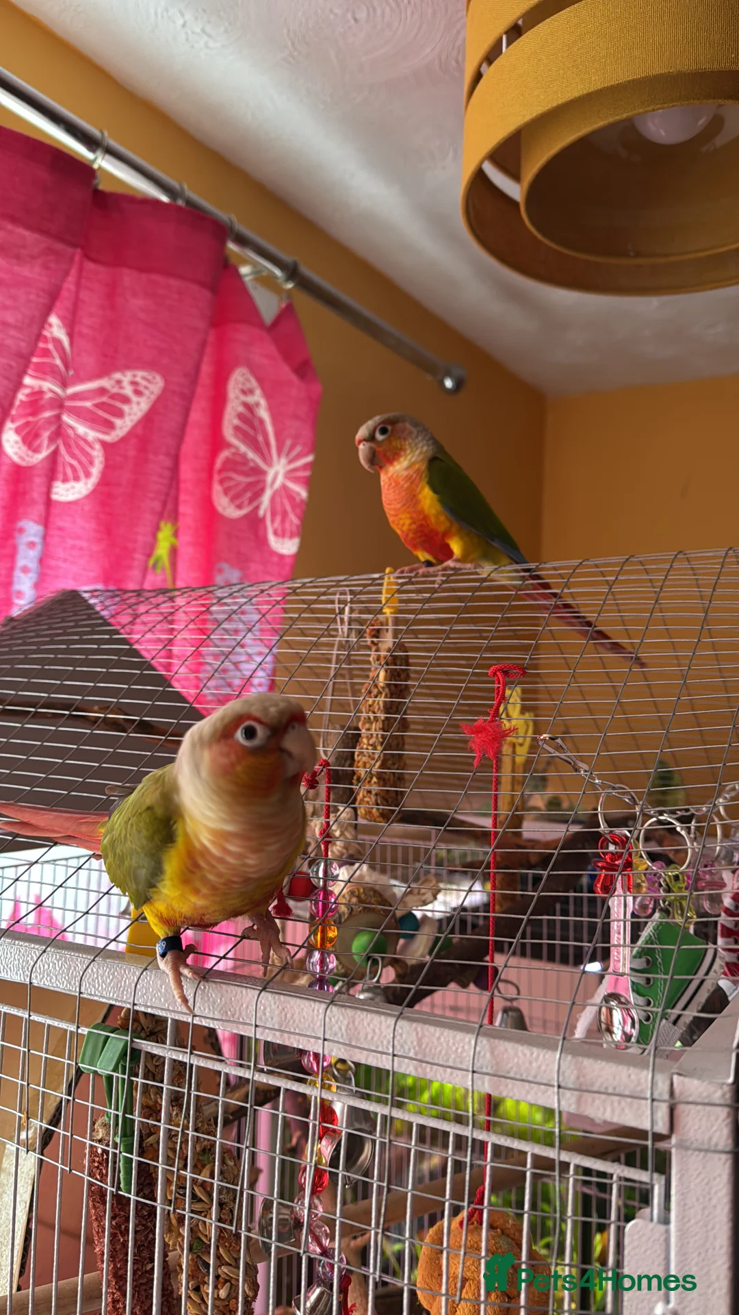 Conures birds for sale: Pair Pineapple Conure  in Southampton - Advert 2