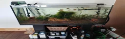 Other/Mixed Breed fish for sale: COMPLETE 160L Professional Aquascape Setup in Westbury - Advert 15
