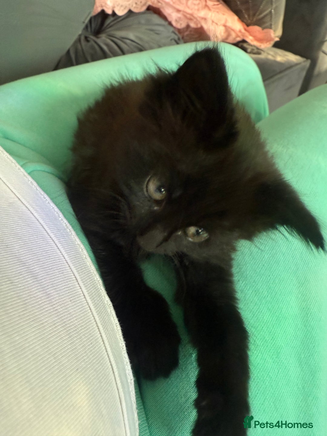 Maine Coon cats for sale: 1 Black Female Main Coon Cross Kitten  - Image 8
