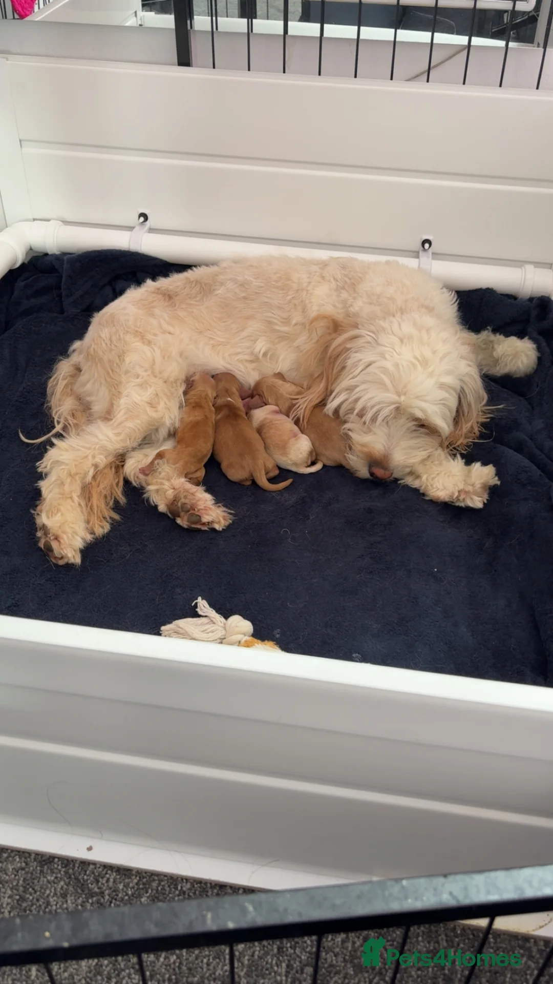 Cockapoo dogs for sale: Two male cockerpoo pups  - Advert 8