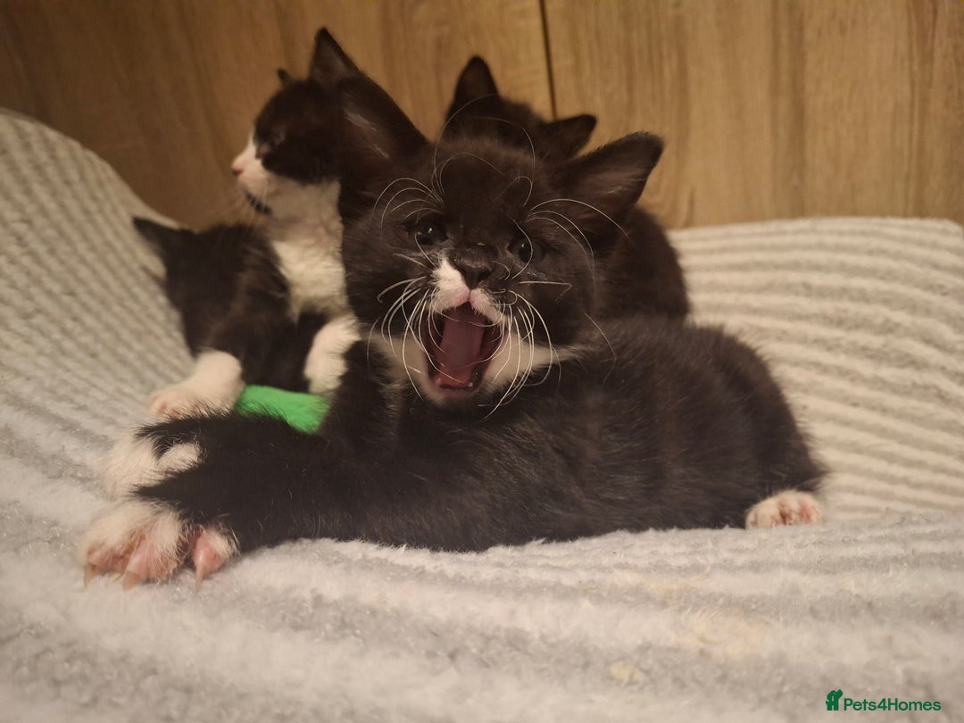 Mixed Breed cats for sale: Beautiful kittens for sale.  - Advert 21