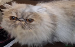 Persian cats for sale: Champion  titled female neutered persian  - Image 1