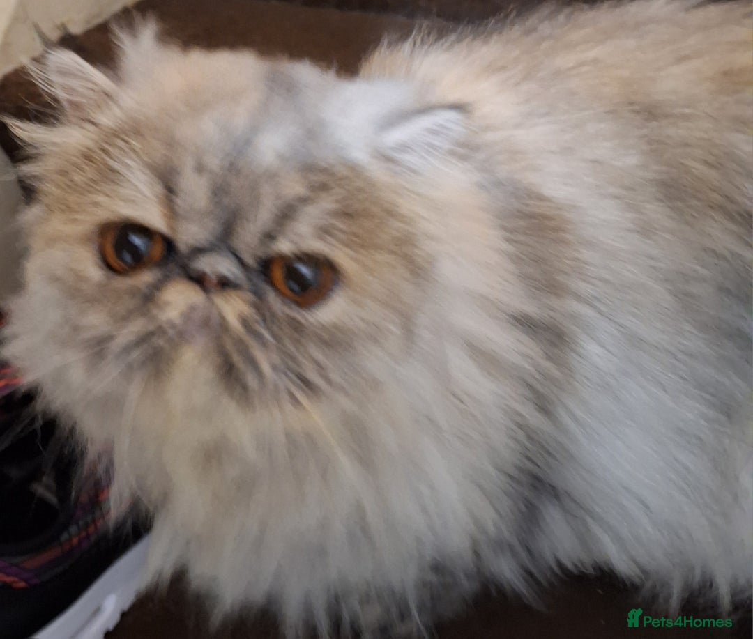 Persian cats for sale: Champion  titled female neutered persian  - Image 1
