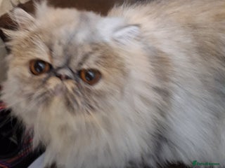 Persian cats - Advert 19