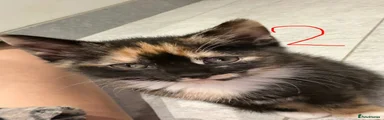 Kitten 2