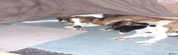 Mixed Breed dogs for sale: Beautiful collie x rough collie litter in Brackley - Advert 11