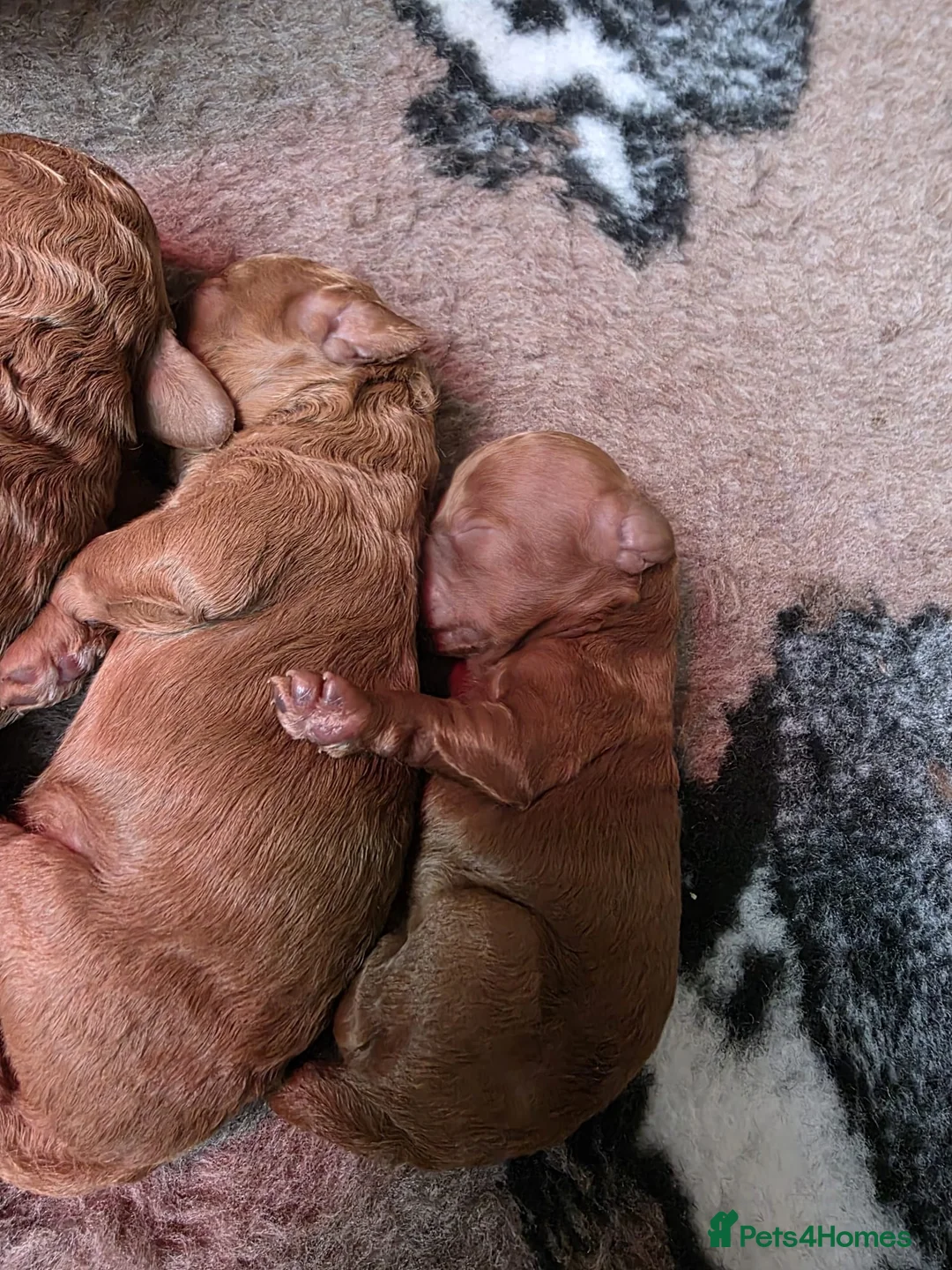 Cavapoo dogs for sale: Cavapoo Litter - Advert 2