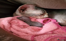 Sphynx cats for sale: Beautiful Sphynx Kittens Available  - Image 6