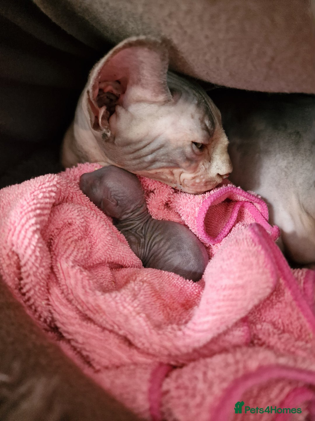 Sphynx cats for sale: Beautiful Sphynx Kittens Available  - Image 6