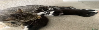 Mixed Breed Kitten 4