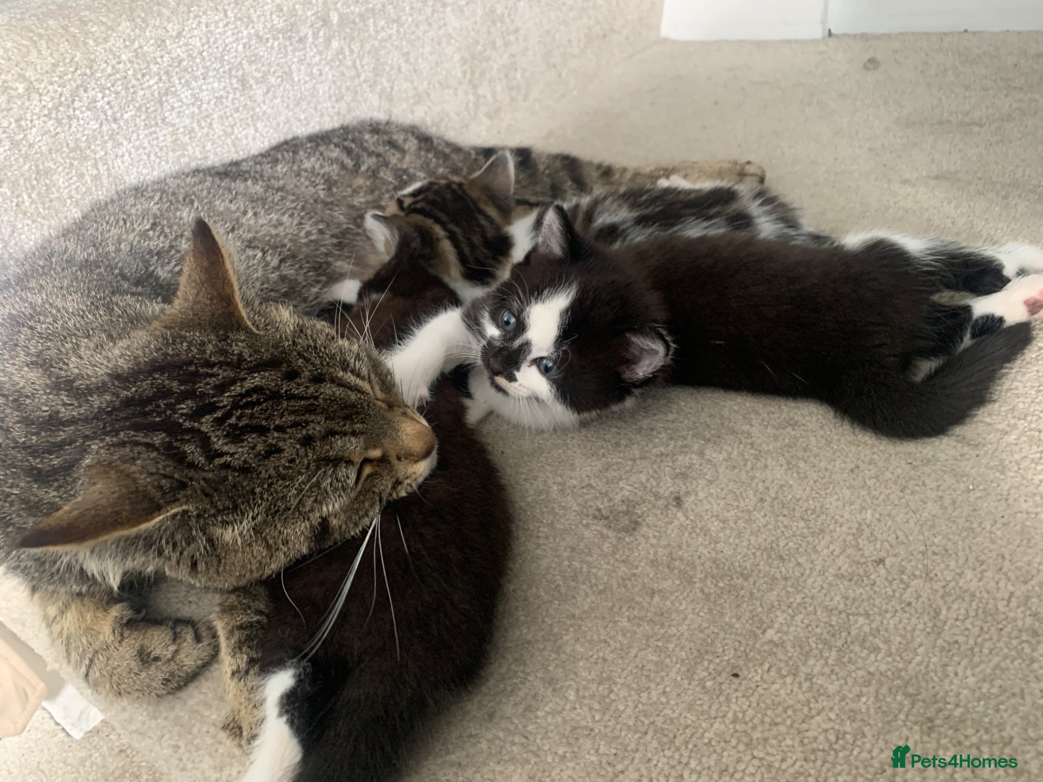 Mixed Breed cats for sale: Gorgeous Tabby Kittens - 3 Left - Advert 17