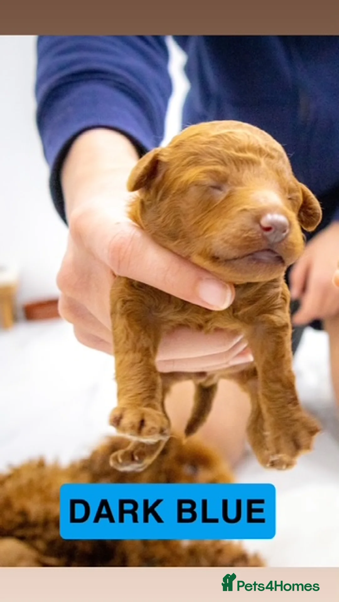 Toy Poodle dogs for sale: Beautiful pure red toy poodle puppies for sale - Advert 8